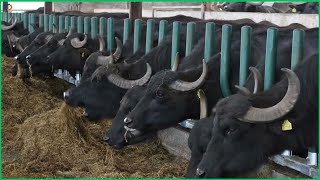 Process of Processing Millions of Tons of Fresh Buffalo Meat – Buffalo Farm – Processing Factory [upl. by Gloriane383]