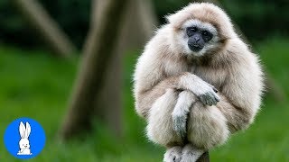 Cute Gibbons Playing amp Climbing [upl. by Ilecara]