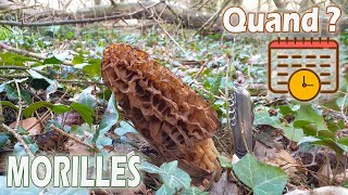 Quand récolter des morilles  Les cueillir à la bonne taille [upl. by Tabby]