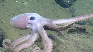 Meet the Animals of Endeavour Hydrothermal Vent Field  Nautilus Live [upl. by Leohcin]