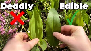 Lily of the Valley or Wild Garlic How to tell the difference… [upl. by Eipper]