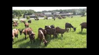 présentation de la ferme de Romecrot et du GAEC COUET et fils [upl. by Ardnaskela831]