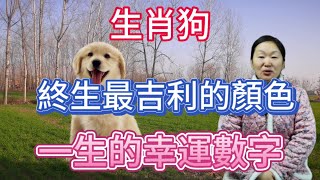 生肖屬相狗！屬狗人終身最吉利的顏色！生肖屬狗人一生的幸運數字！本期視頻講述生肖狗！生肖 風水 財運 佛教 [upl. by Elliot]