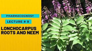 PHARMACOGNOSY  NATURAL PESTICIDES  LONCHOCARPUS ROOTS AND NEEM  LECTURE  8  HOPELESS MEDICOS [upl. by Molli362]