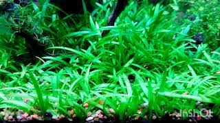 Dwarf sagittaria carpet plant [upl. by Lemon]