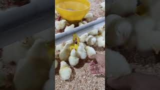 Ayam broiler umur 2 harishorts [upl. by Eerehc]