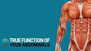 The True Function of Your Abdominals [upl. by Lazar]