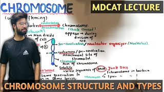 Chromosome structure types and composition  NMDCAT 2021 [upl. by Gnot]