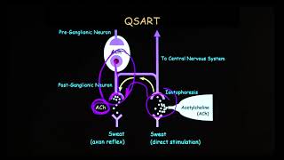 ANS Tests Part 3 Tilt Table  HRV  QSART and Others 16 of 24 [upl. by Hime]