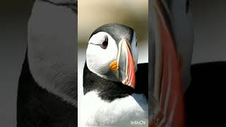 Can puffins fly underwater shorts shortfeed youtubeshorts [upl. by Pancho]