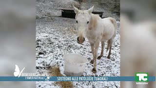 Benessere animale sostegno alle patologie tumorali [upl. by Barrett939]