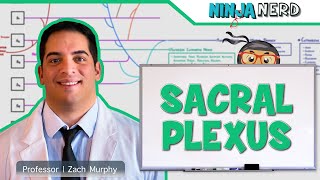 Neurology  Sacral Plexus [upl. by Lamond]