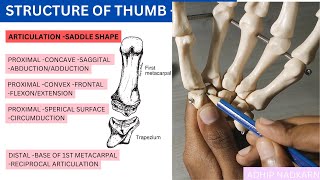 CMC JOINT OF THUMB HAND COMPLEX BIOMECHANICSPhysiotherapy [upl. by Tsyhtema]