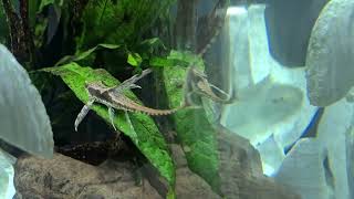 Fluval Flex 57L  Royal Farlowella Whiptail Helicopter Pleco [upl. by Popele386]