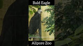 Bald Eagle at Alipore Zoo shorts [upl. by Yelrak313]