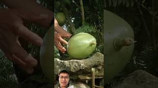 Harvest strange fruits in the garden sonasmr [upl. by Adnarahs]