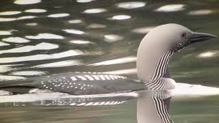 Blackthroated Diver Scottish Highlands 11th April 2019 [upl. by Asillam]