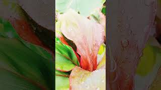 Red Plants sopheanymok nature shortvideo [upl. by Nievelt205]