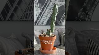 Totem pole cactus ￼ [upl. by Price]