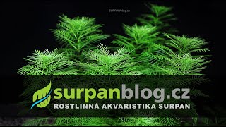 Myriophyllum mattogrossense  Stolístek z Matto Grosse  Akvarijní rostliny  SURPANcz [upl. by Frymire518]