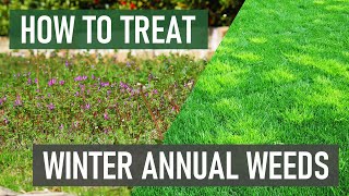 How to Treat Winter Annual Weeds Henbit Deadnettle Chickweed amp More [upl. by Keeton781]