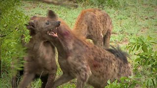 Hyena rips off another hyenas ear  WARNING Graphic Not for sensitive viewers [upl. by Ahsenot]