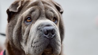 How Often Should You Groom Your Chinese SharPei [upl. by Orling]