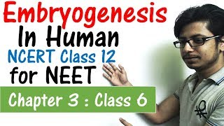 L12 Gestation  Complete NCERT Review for Boards  Premedical  NEETAIIMS [upl. by Yregerg]