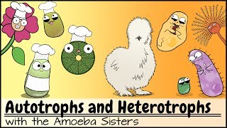 Autotrophs and Heterotrophs [upl. by Eramat]