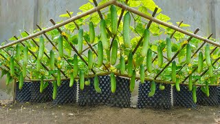 Growing cucumbers this way will yield quick harvests lots of fruit and very crispy fruit [upl. by Jamill982]