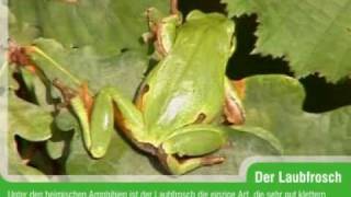 Europäischer Laubfrosch Hyla arborea [upl. by Sher]