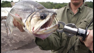 Pesca Colombia inirida 2 con Alejandro Linares capítulo completo [upl. by Valdas421]