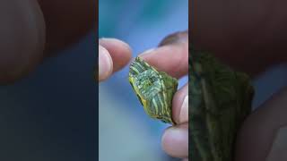 TURTLE INSIDE FISH is ALIVE Shorts [upl. by Eivol]