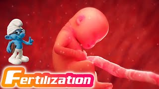 Fertilization  3D Animation [upl. by Arytal]