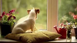 ASPCA TV Commercial Ad 2020 Waiting [upl. by Anik]