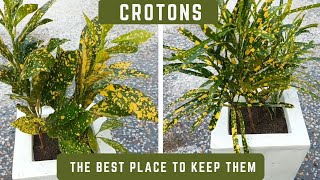 Planting Croton Plants  Where And How We Should Keep Them  Codiaeum Variegatum Plants [upl. by Annalla]