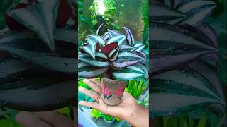 Wandering Jew Plant propagation with zero cost trending propagation shorts [upl. by Vaenfila799]