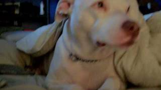 White Pit Bull Getting Some Beauty Sleep  MUST SEE [upl. by Mandy]