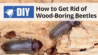 How to Get Rid of Wood Boring Beetles  DoMyOwncom [upl. by Lytton]