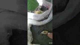 Germination of Mango seed and mango fertilizer [upl. by Nylzzaj]