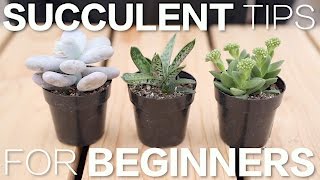 Succulent Tips for Beginners  Garden Answer [upl. by Doownelg]