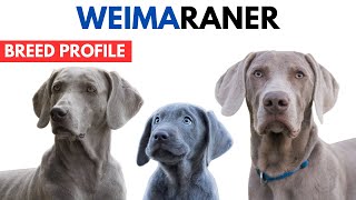 Weimaraner Dog Breed Profile History  Price  Traits  Weimaraner Dog Grooming Needs  Lifespan [upl. by Yecaw]