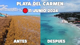 PLAYA DEL CARMEN HOY🔴ACTUALIZACION 11 JUNIO 2024  SIN SARGAZO PLAYACAR [upl. by Dosi]