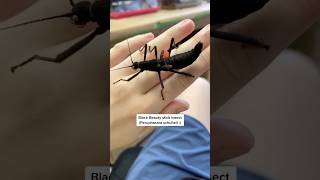 I love working with these fellas stickbug stickinsect phasmids [upl. by Eiboh]