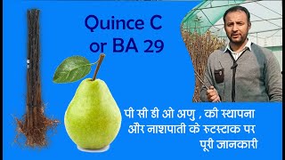 pear Rootstock BA29  नाशपाती के रुटस्टाक पर कुछ जरुरी जानकारी [upl. by Allwein819]