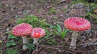 Ein Tag im Herbst  Panierte Parasol [upl. by Akiria]