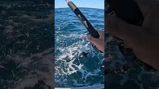 First person to catch a tuna while on a zoom call bluefintuna jigging tunafishing [upl. by Nywde]