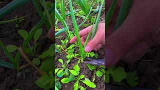 Healing rural lifepickingfruitvegetablerural lifefarmingagriculture harvesting gardening [upl. by Danby]