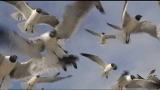 Seagulls in Flight 1080i [upl. by Schechinger]