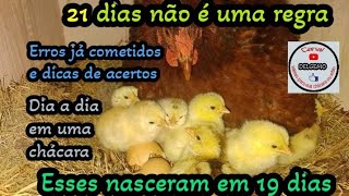 🐤 Nascimento de PINTINHOS com 19 DIAS de chocagem [upl. by Polad101]